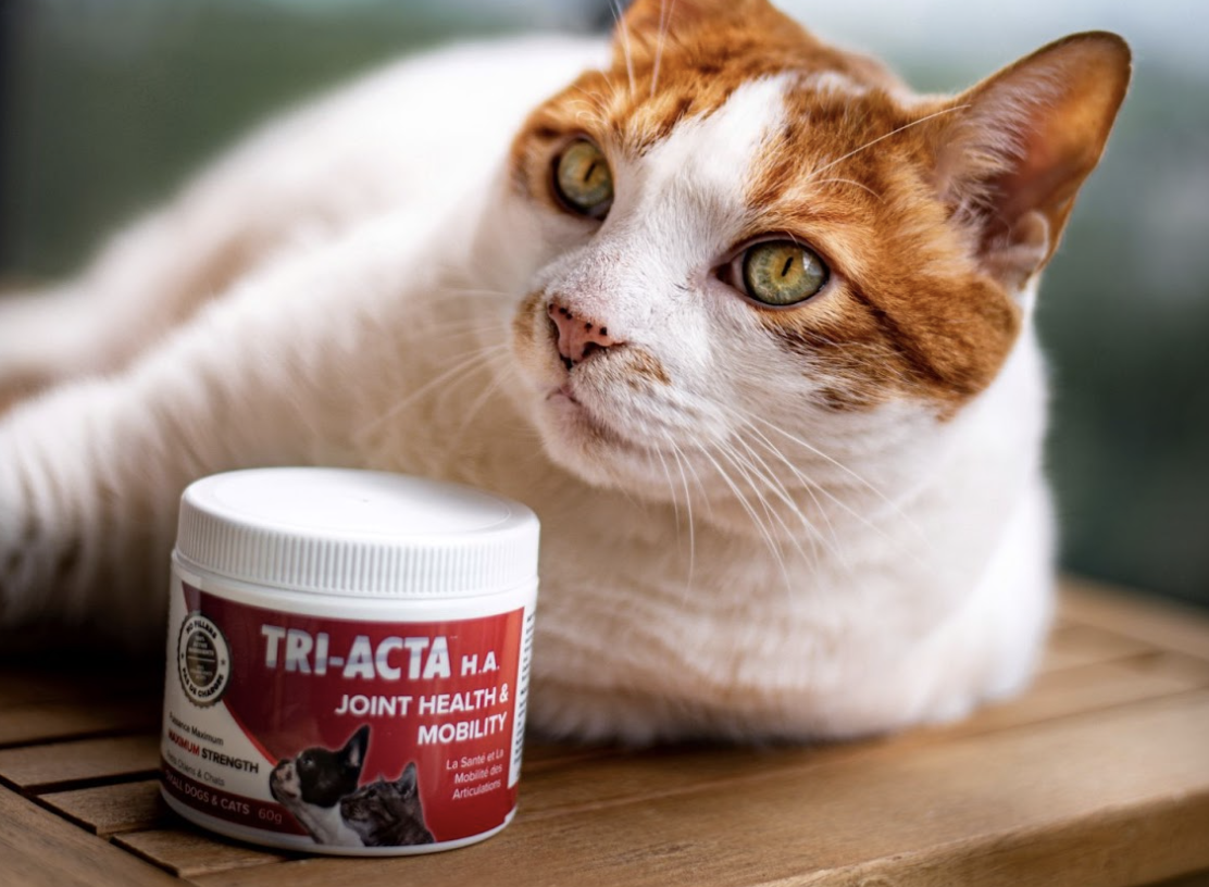 Image showcasing Joint Supplements for Cats: Does My Cat Need One?– Integricare